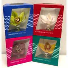 RK CYMBIDIUM PACK 12