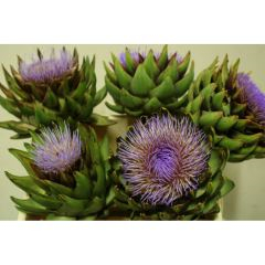RK CYNARA SCOLYMUS