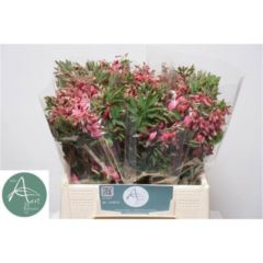 RK DICENTRA