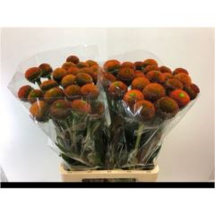 RK ECHINACEA PURPUREA