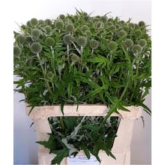 RK ECHINOPS