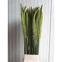 RK EREMURUS