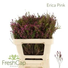 RK ERICA CORIFOLIA KUSOVÁ