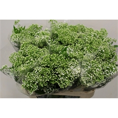 RK EUPATORIUM