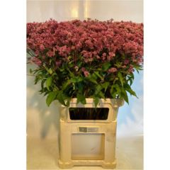 RK EUPATORIUM PURPUREUM