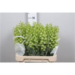RK FRITILARIA