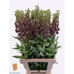 RK FRITILARIA PERSICA