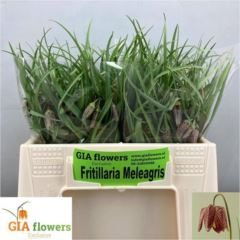 RK FRITTILARIA MELAGRIS