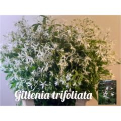 RK GILLENIA TRIFOLIATA