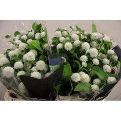 RK GOMPHRENA