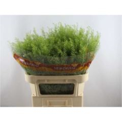 RK GREENBELL