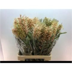 RK GREVILLEA GEMENGD