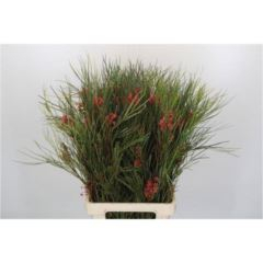 RK GREVILLEA JOHNSONII