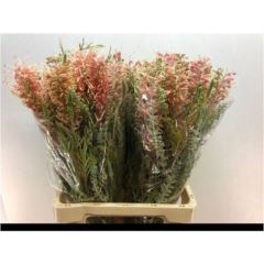 RK GREVILLEA MISTY RED/PINK