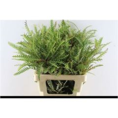 RK GREVILLEA SPIDERMAN