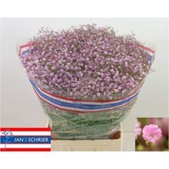 RK GYPSOPHILA RUŽOVÁ