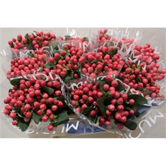 RK HYPERICUM COCO TANGO