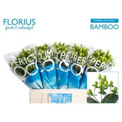 RK HYPERICUM ZELENÉ