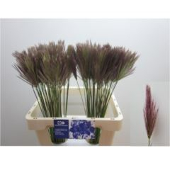 RK CHLORIS