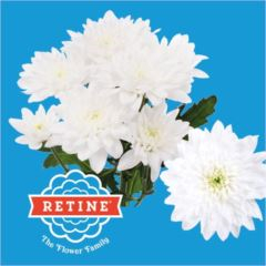 RK CHRYSANT. BALTICA BÍLÁ