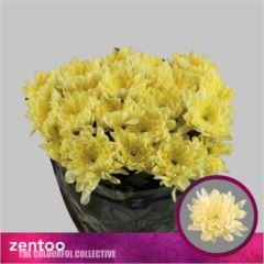 RK CHRYSANT. BALTICA CREAM