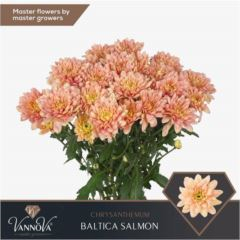 RK CHRYSANT. BALTICA SALMON