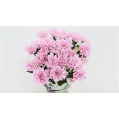 RK CHRYSANT. BALTICA RŮŽOVÁ