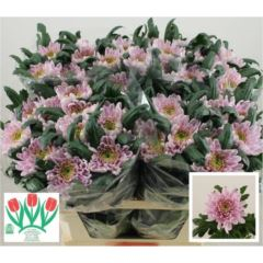 RK CHRYSANT. DELISTAR VYŠTIP. RŮŽ.