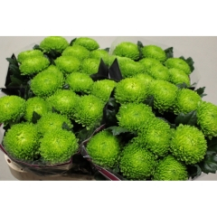 RK CHRYSANT. DELISTAR VYŠTIP. ZELENÁ