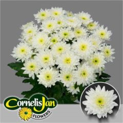 RK CHRYSANT. EURO BÍLÁ