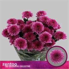 RK CHRYSANT. EURO FIALOVÁ