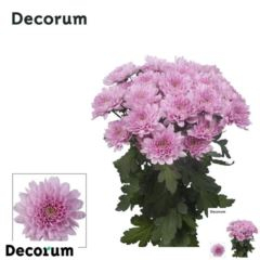 RK CHRYSANT. EURO RŮŽOVÁ