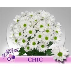 RK CHRYSANT. KOPRETINA BÍLÁ