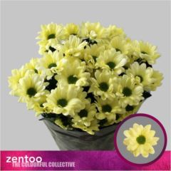 RK CHRYSANT. KOPRETINA CREAM