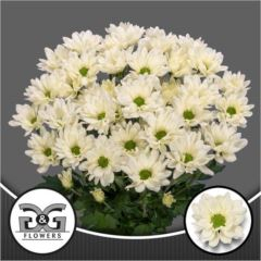 RK CHRYSANT. KOPRETINA CREAM PROSECCO