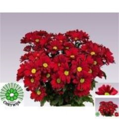 RK CHRYSANT. KOPRETINA ČERVENÁ
