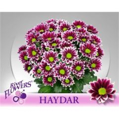 RK CHRYSANT. KOPRETINA DUO