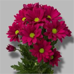 RK CHRYSANT. KOPRETINA FIALOVÁ