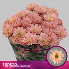 RK CHRYSANT. KOPRETINA LOSOSOVÁ