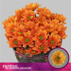 RK CHRYSANT. KOPRETINA ORANŽOVÁ
