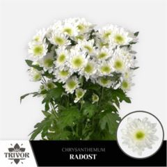 RK CHRYSANT. KOPRETINA RADOST BÍLÁ