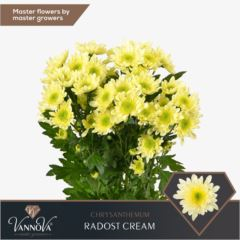 RK CHRYSANT. KOPRETINA RADOST CREME
