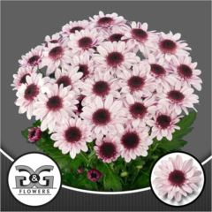 RK CHRYSANT. KOPRETINA RŮŽ. STRESA