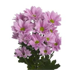 RK CHRYSANT. KOPRETINA RŮŽOVÁ