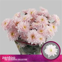RK CHRYSANT. EURO RŮŽOVÁ PASTELA ROSE