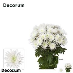 RK CHRYSANT. KOPRETINA TOPSPIN BÍLÁ