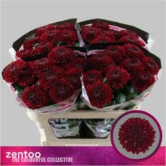 RK CHRYSANT. VYŠTIP. ČERVENÁ