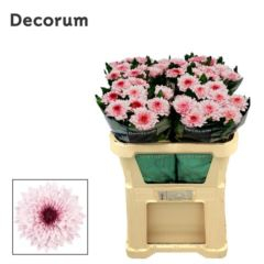 RK CHRYSANT. VYŠTIP. DUO