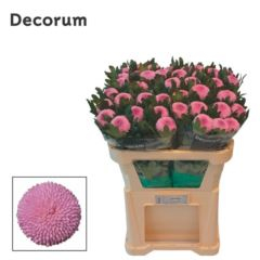 RK CHRYSANT. VYŠTIP. MOMOKO RŮŽ.