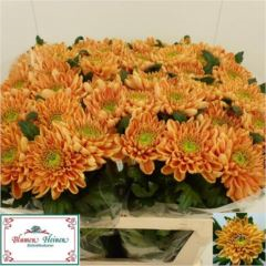 RK CHRYSANT. VYŠTIP. ORANŽ.